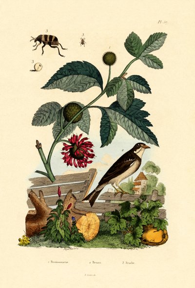 Morera de Papel, 1833-39 de French School